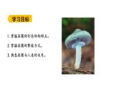 2.3.3 真菌  课件---2024-2025学年人教版（2024）生物七年级上册