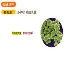 2.3.3 真菌  课件---2024-2025学年人教版（2024）生物七年级上册