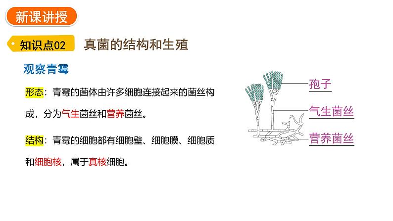 2.3.3 真菌  课件---2024-2025学年人教版（2024）生物七年级上册08