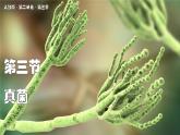 2.3.3 真菌 课件---2024-2025学年人教版（2024）生物七年级上册