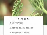 2.3.3 真菌 课件---2024-2025学年人教版（2024）生物七年级上册