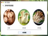 2.3.3 真菌 课件---2024-2025学年人教版（2024）生物七年级上册