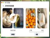 2.3.3 真菌 课件---2024-2025学年人教版（2024）生物七年级上册