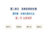 2.4.2 从种到界     课件---2024-2025学年人教版（2024）生物七年级上册