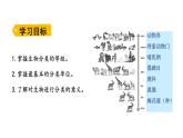 2.4.2 从种到界     课件---2024-2025学年人教版（2024）生物七年级上册