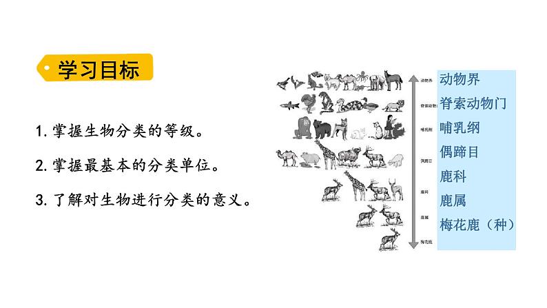 2.4.2 从种到界     课件---2024-2025学年人教版（2024）生物七年级上册02