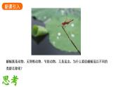 2.4.2 从种到界     课件---2024-2025学年人教版（2024）生物七年级上册