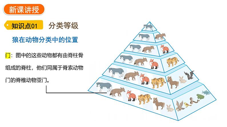 2.4.2 从种到界     课件---2024-2025学年人教版（2024）生物七年级上册07