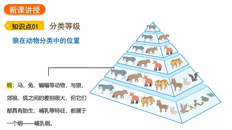 2.4.2 从种到界     课件---2024-2025学年人教版（2024）生物七年级上册08