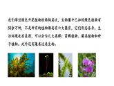 2.1.1 藻类、苔藓植物和蕨类植物课件---2024-2025学年人教版（2024）生物七年级上册