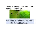 2.1.1 藻类、苔藓植物和蕨类植物课件---2024-2025学年人教版（2024）生物七年级上册
