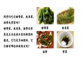 2.1.1 藻类、苔藓植物和蕨类植物课件---2024-2025学年人教版（2024）生物七年级上册