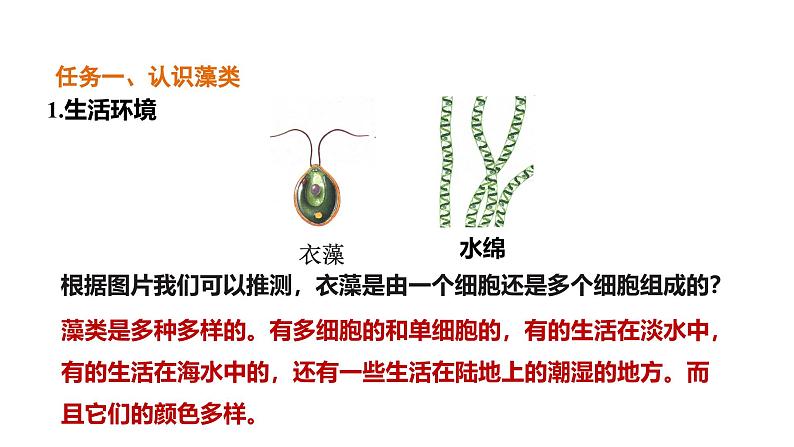 2.1.1 藻类、苔藓植物和蕨类植物课件---2024-2025学年人教版（2024）生物七年级上册06