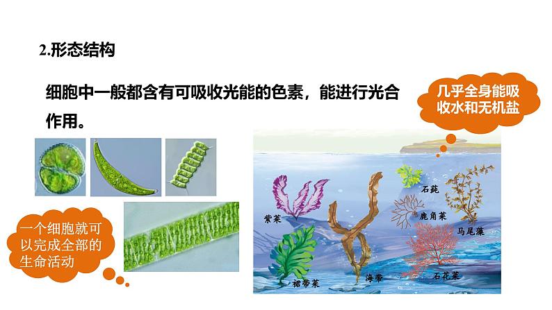 2.1.1 藻类、苔藓植物和蕨类植物课件---2024-2025学年人教版（2024）生物七年级上册07