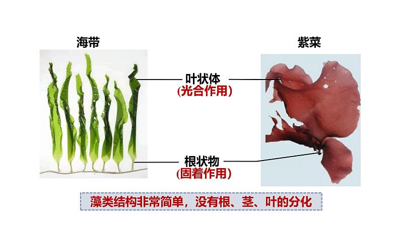 2.1.1 藻类、苔藓植物和蕨类植物课件---2024-2025学年人教版（2024）生物七年级上册08