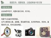 1.1.1调查周边环境中的生物课件--2024-2025学年人教版（2024）生物七年级上册