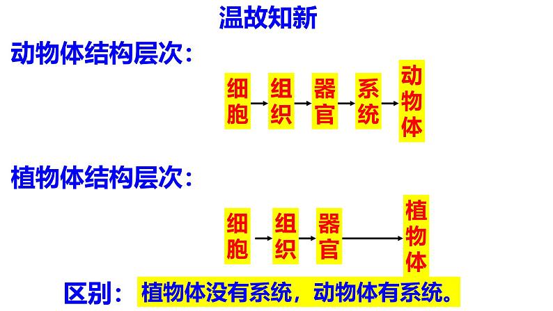 人教版生物七年级上册1.3.4《单细胞生物》（课件）01