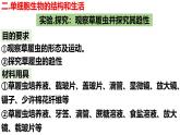 人教版生物七年级上册1.3.4《单细胞生物》（课件）