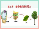 人教版生物七年级上册1.3.3《植物体的结构层次》课件