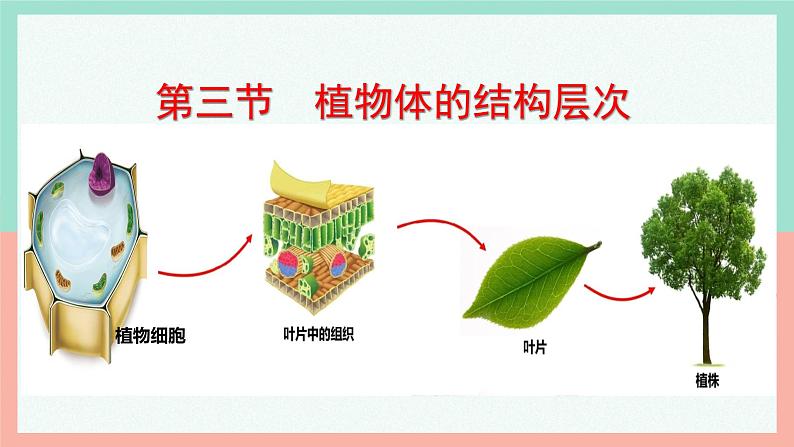 人教版生物七年级上册1.3.3《植物体的结构层次》课件第3页