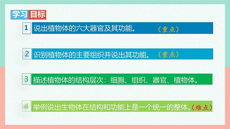 人教版生物七年级上册1.3.3《植物体的结构层次》课件第4页