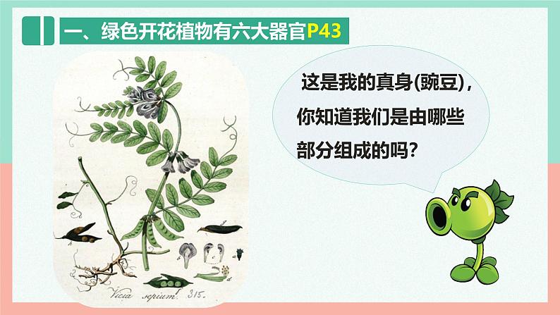 人教版生物七年级上册1.3.3《植物体的结构层次》课件第5页