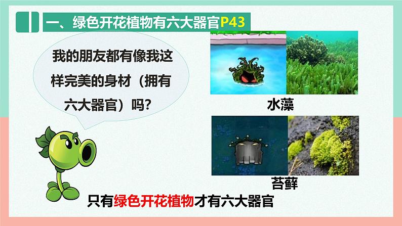 人教版生物七年级上册1.3.3《植物体的结构层次》课件第8页