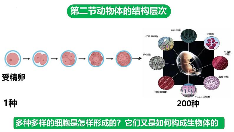 人教版生物七年级上册1.3.2《动物体的结构层次》课件03