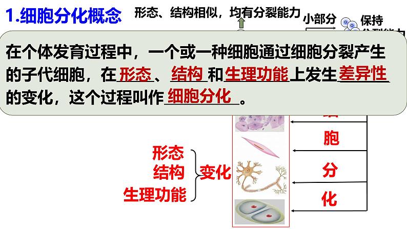 人教版生物七年级上册1.3.2《动物体的结构层次》课件04