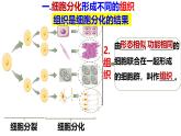 人教版生物七年级上册1.3.2《动物体的结构层次》课件