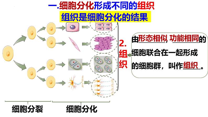 人教版生物七年级上册1.3.2《动物体的结构层次》课件05