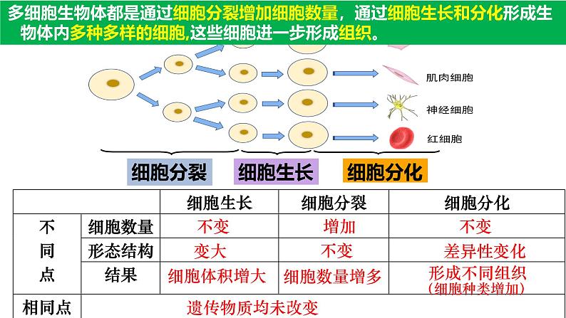 人教版生物七年级上册1.3.2《动物体的结构层次》课件06