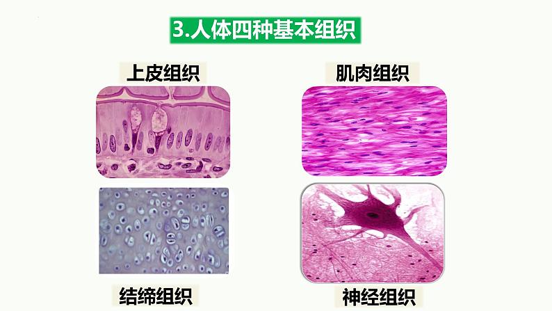 人教版生物七年级上册1.3.2《动物体的结构层次》课件07