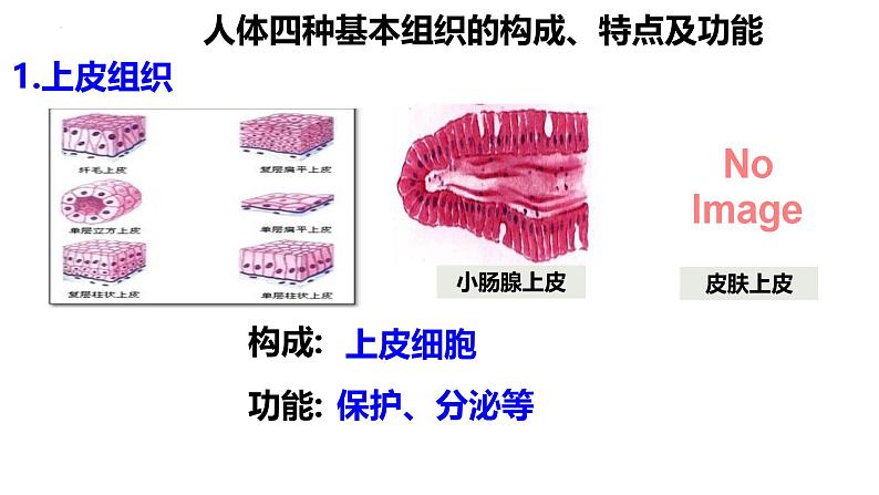 人教版生物七年级上册1.3.2《动物体的结构层次》课件08