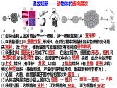 人教版生物七年级上册1.3.3《植物体的结构层次》（课件）