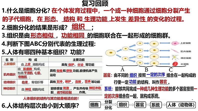 人教版生物七年级上册1.3.3《植物体的结构层次》（课件）02