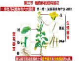人教版生物七年级上册1.3.3《植物体的结构层次》（课件）