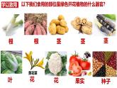 人教版生物七年级上册1.3.3《植物体的结构层次》（课件）