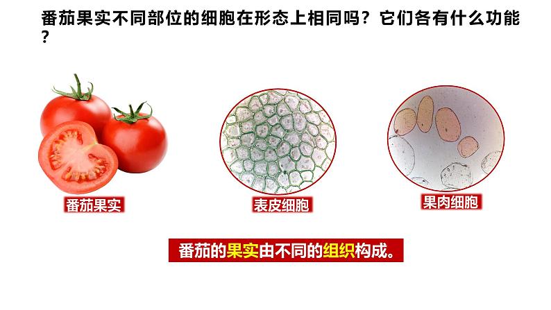 人教版生物七年级上册1.3.3《植物体的结构层次》（课件）06