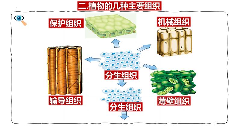 人教版生物七年级上册1.3.3《植物体的结构层次》（课件）07