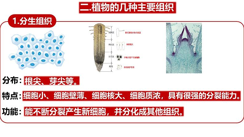 人教版生物七年级上册1.3.3《植物体的结构层次》（课件）08