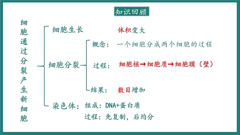 人教版生物七年级上册1.3.2《动物体的结构层次》教学课件02