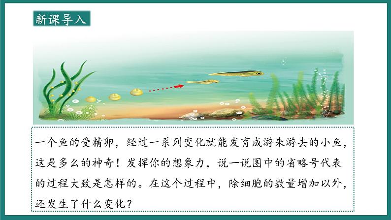 人教版生物七年级上册1.3.2《动物体的结构层次》教学课件03