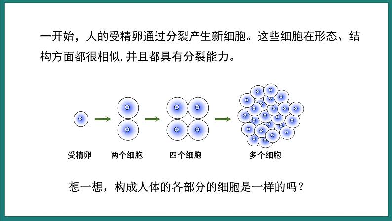 人教版生物七年级上册1.3.2《动物体的结构层次》教学课件07