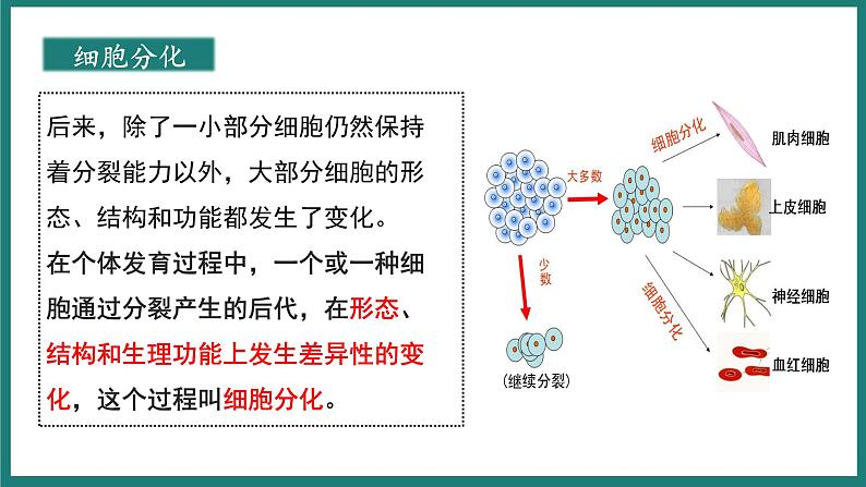 人教版生物七年级上册1.3.2《动物体的结构层次》教学课件08