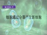 人教版生物七年级上册1.3.1《细胞通过分裂产生新细胞》课件