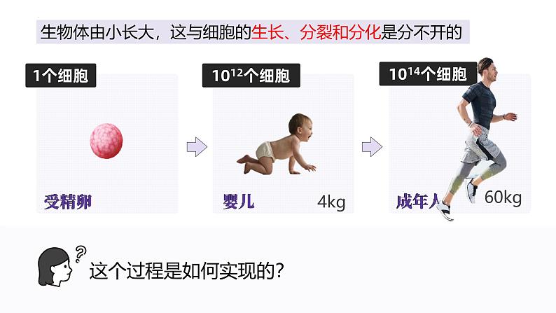 人教版生物七年级上册1.3.1《细胞通过分裂产生新细胞》课件04