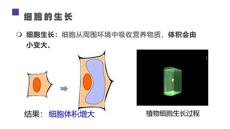 人教版生物七年级上册1.3.1《细胞通过分裂产生新细胞》课件05