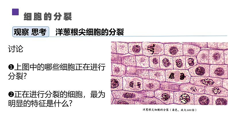 人教版生物七年级上册1.3.1《细胞通过分裂产生新细胞》课件07