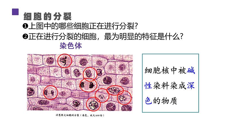 人教版生物七年级上册1.3.1《细胞通过分裂产生新细胞》课件08